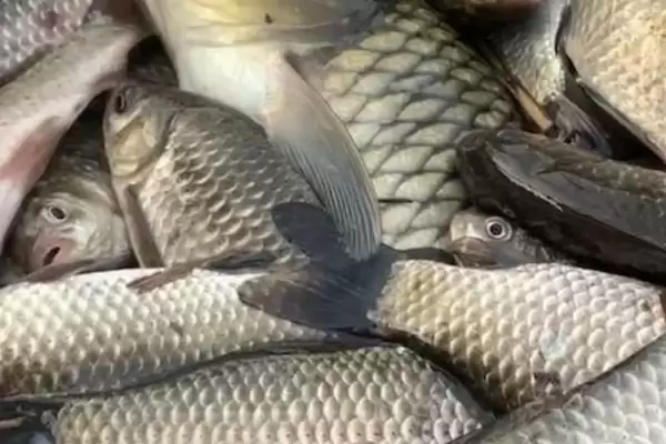 夏季能否钓大板鲫及相关钓鱼要点?插图3 夏季能否钓大板鲫及相关钓鱼要点?插图3