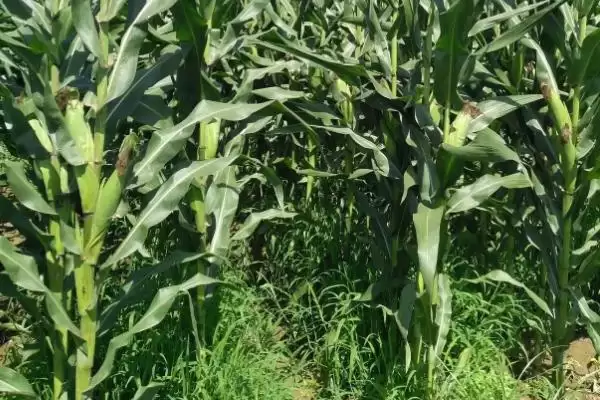 湘农玉21号玉米品种特性及种植密度要点？插图1