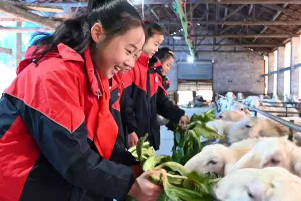 养羊的基本知识(养羊基本知识涵盖哪些方面)?插图1 养羊的基本知识(养羊基本知识涵盖哪些方面)?插图1