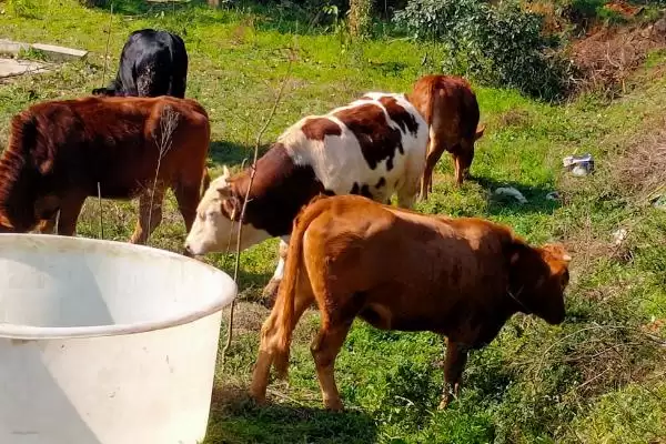 养牛的利润与成本计算(养牛利润与成本如何计算)?插图1 养牛的利润与成本计算(养牛利润与成本如何计算)?插图1