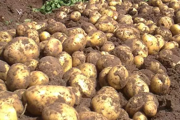 洋芋是不是土豆(洋芋与土豆是同一物吗)?插图1 洋芋是不是土豆(洋芋与土豆是同一物吗)?插图1