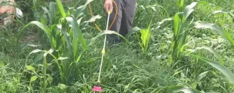 玉米除草剂一般什么时候打(玉米除草剂最佳使用时间是什么时候)？-会东网