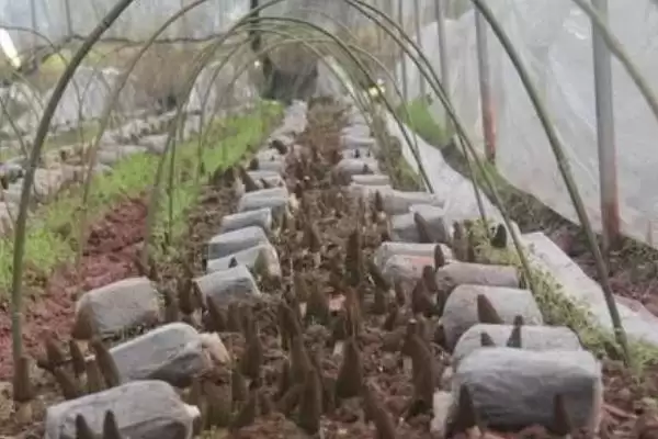在大田里种植羊肚菌的方法(大田种植羊肚菌的方法有哪些)？插图3