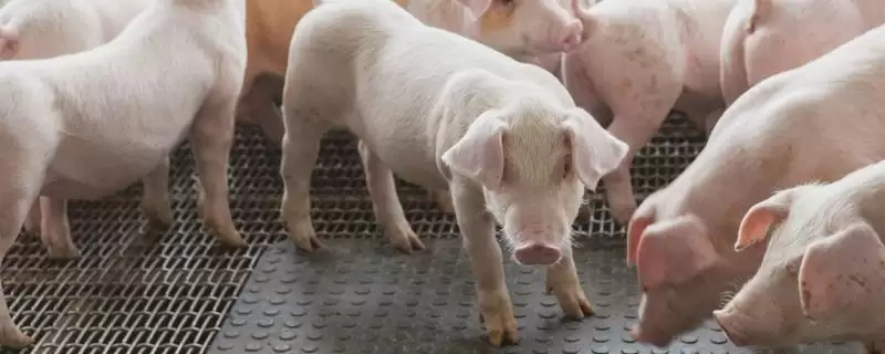 猪可以活多少年(猪正常寿命在二十年左右)?-会东网