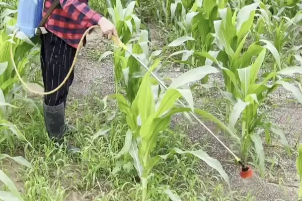 玉米大小斑病的防治方法(玉米大小斑病防治方法有哪些要点)?插图2 玉米大小斑病的防治方法(玉米大小斑病防治方法有哪些要点)?插图2