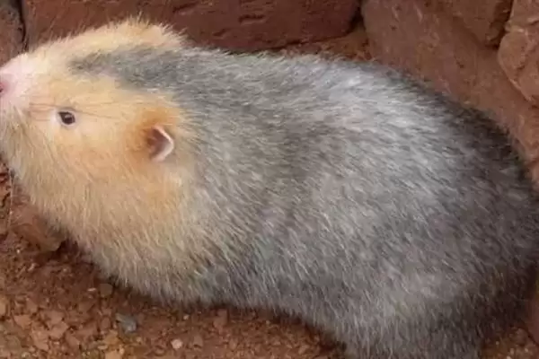 竹鼠发病症状，发烧时体温会上升、伴有流泪现象？插图2
