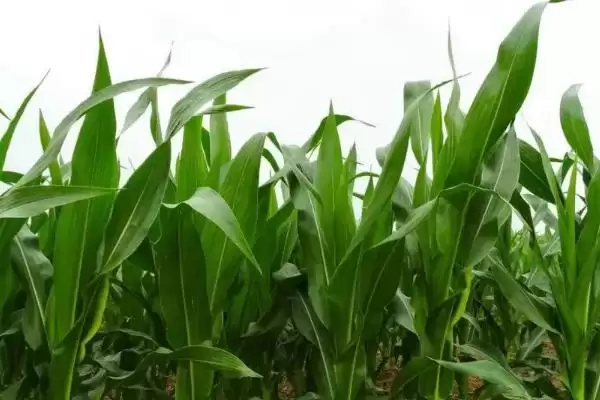 雅玉622玉米种子特征特性及中抗穗腐病情况?插图1 雅玉622玉米种子特征特性及中抗穗腐病情况?插图1