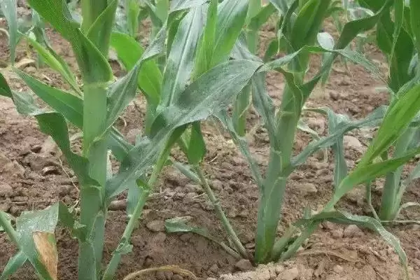 先玉1770玉米种子介绍及播种期要点？插图2