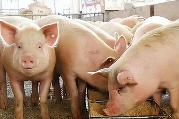 小猪喜欢吃的蔬菜水果介绍及种类要点？插图1