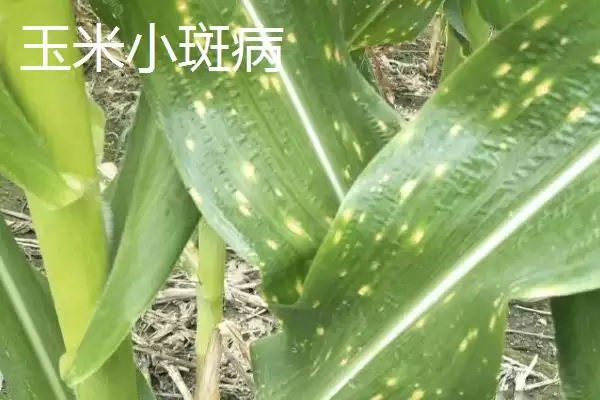 玉米大小斑病的防治方法(玉米大小斑病防治方法有哪些要点)?插图1 玉米大小斑病的防治方法(玉米大小斑病防治方法有哪些要点)?插图1