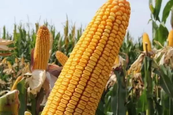 遵青2号(区试名称：遵试青2002)玉米种子啥情况(遵青2号玉米种子生育期116.5天)？插图3