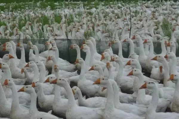 养鹅只吃草会饿死吗(养鹅只吃草是否会饿死)?插图3 养鹅只吃草会饿死吗(养鹅只吃草是否会饿死)?插图3