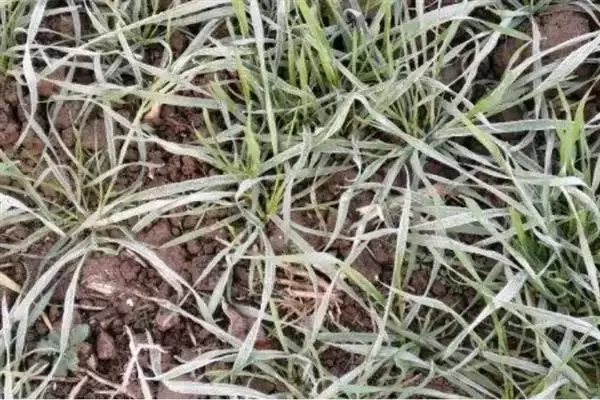 小麦后期喷微肥增产增重:锌肥等微肥要点?插图1 小麦后期喷微肥增产增重:锌肥等微肥要点?插图1