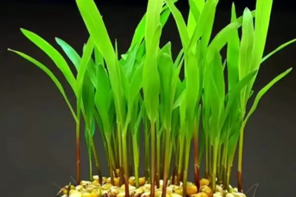 怎么鉴别玉米种子的伪劣(鉴别玉米种子伪劣的方法有哪些)？插图7