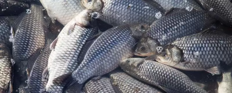 养殖鲫鱼的注意事项(养殖鲫鱼要注意什么)?-会东网