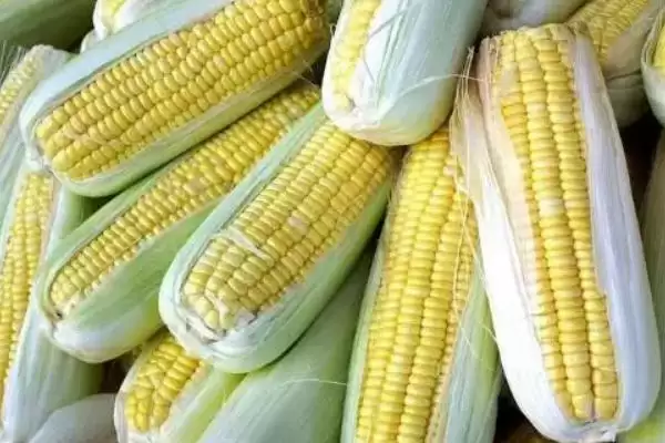 园糯8号玉米种子介绍(园糯8号玉米种子情况如何介绍)?插图2 园糯8号玉米种子介绍(园糯8号玉米种子情况如何介绍)?插图2