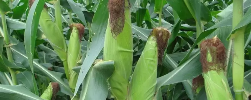 湘黔玉8201玉米种子特点及防治纹枯病和玉米螟要点?-会东网