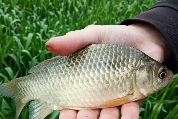 野钓鳊鱼的最佳水深(野钓鳊鱼最佳水深是多少)？插图9
