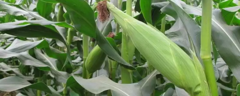 紫金嘉钰605玉米种子有啥特征特性(紫金嘉钰605玉米种子适宜在肥力中上等的地块种植)?-会东网