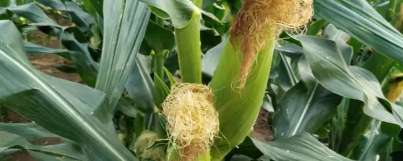 雅玉318玉米种子特征特性及种植密度要点？-会东网