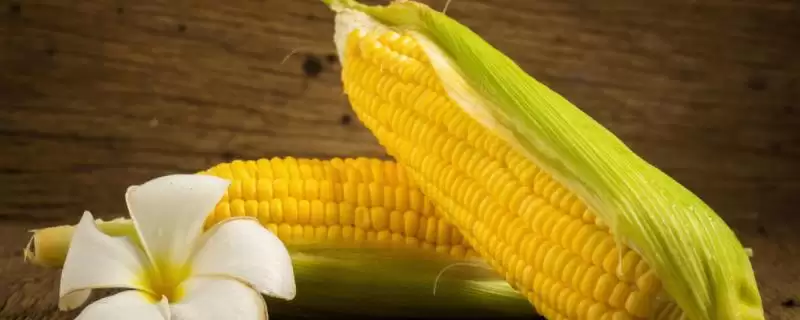 中科东玉225玉米种子啥情况(中科东玉225玉米种子中抗茎腐病)?-会东网