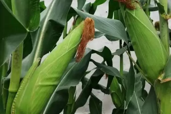 祥丰117玉米品种特性及种植密度要点？插图3