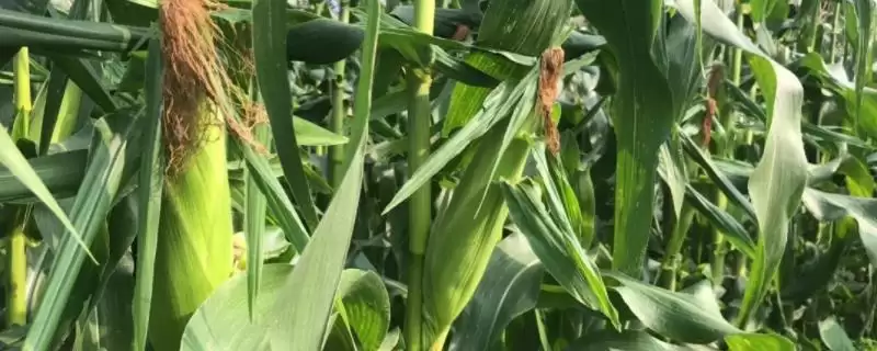 中玉335玉米种啥情况(中玉335玉米种适时早播种)?-会东网