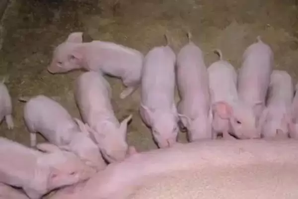 小猪喜欢吃的蔬菜水果介绍及种类要点？插图2