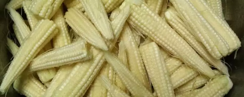 玉米笋是玉米还是笋(玉米笋到底属于玉米还是笋)？-会东网