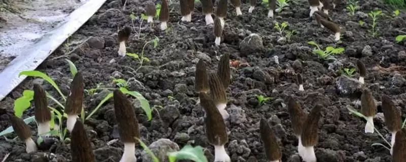 在大田里种植羊肚菌的方法(大田种植羊肚菌的方法有哪些)？-会东网