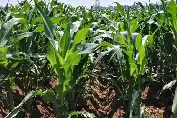 星单14玉米种子特征特性及适应区播种时间要点？插图1