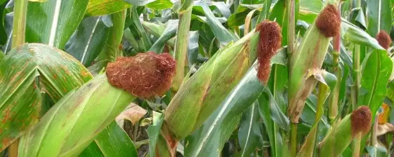 裕丰105玉米种子特征特性(裕丰105玉米种子特性如何)？-会东网