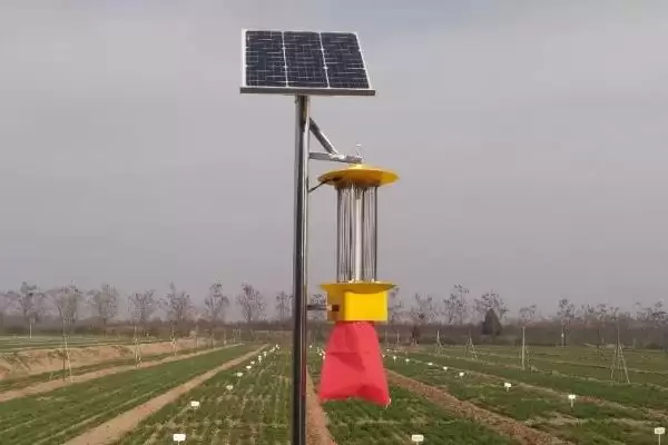 玉米粘虫的危害(玉米粘虫会造成哪些危害)?插图5 玉米粘虫的危害(玉米粘虫会造成哪些危害)?插图5