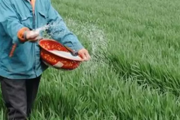 小麦后期喷微肥增产增重:锌肥等微肥要点?插图11 小麦后期喷微肥增产增重:锌肥等微肥要点?插图11