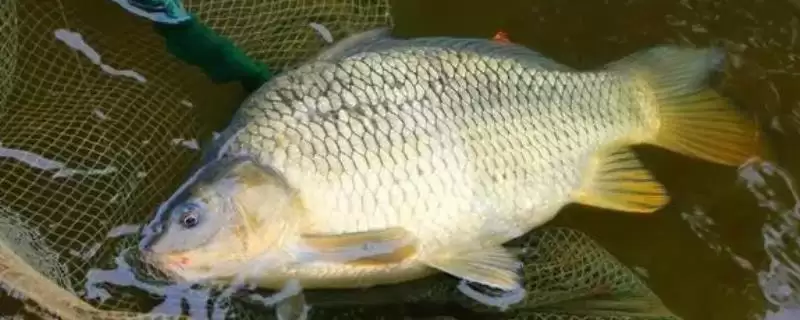 夏天钓鲫鱼用线选择及根据体型大小要点？-会东网