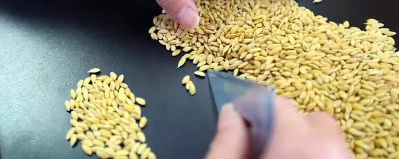 选种在生产中的意义及选出最好种子要点?-会东网