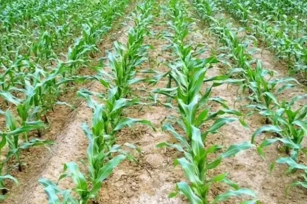 鑫源596玉米种子特征特性及适宜播期要点?插图2 鑫源596玉米种子特征特性及适宜播期要点?插图2