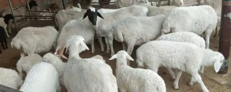 羊吃太多料不反刍如何解决(羊吃多料不反刍该怎么解决)？-会东网