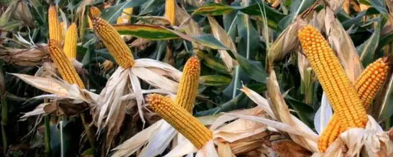 豫单883玉米种简介(豫单883玉米种情况怎样简介)？-会东网