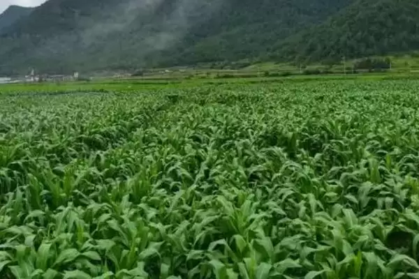 怎么防治玉米丝黑穗病(防治玉米丝黑穗病的方法有哪些)？插图2