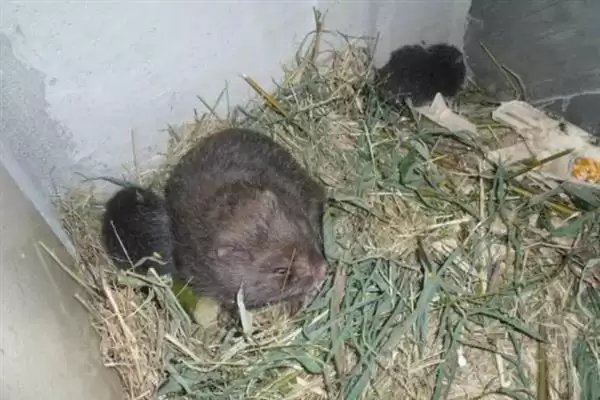 竹鼠发病症状，发烧时体温会上升、伴有流泪现象？插图4