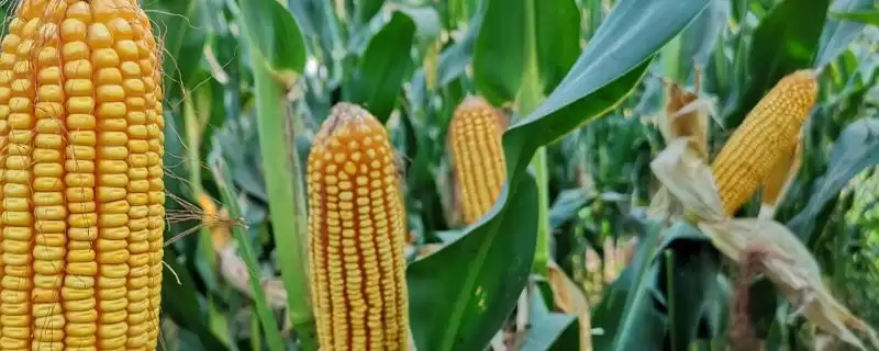西蒙208玉米品种特性及施足底肥要点?-会东网
