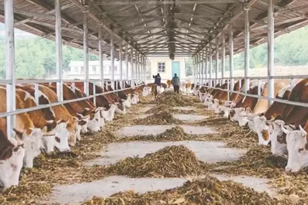 养牛的利润与成本计算(养牛利润与成本如何计算)?插图4 养牛的利润与成本计算(养牛利润与成本如何计算)?插图4