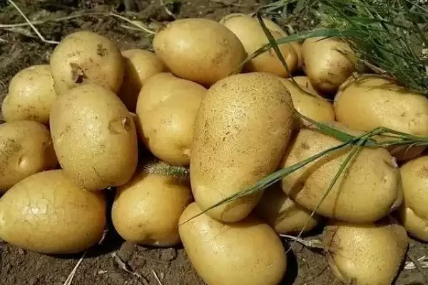 洋芋是不是土豆(洋芋与土豆是同一物吗)?插图2 洋芋是不是土豆(洋芋与土豆是同一物吗)?插图2