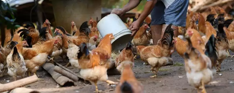 鱼内脏怎么处理成鸡饲料(鱼内脏如何处理成鸡饲料)？-会东网