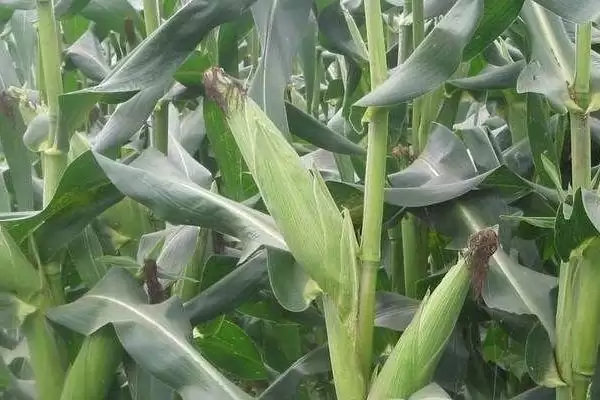 卓白玉901(区试名称：ZHL3862)玉米种子有啥特点(卓白玉901玉米种子生育期155.4天)？插图1