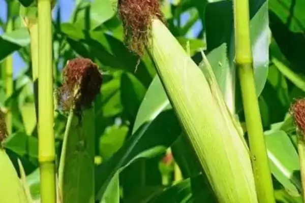 郑泰101玉米种子啥情况(郑泰101玉米种子适宜密度4500株／亩)？插图2