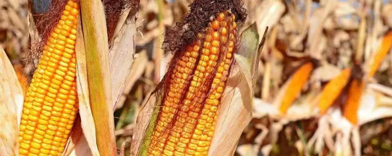 欣科9145玉米种子简介及出苗至成熟天数?-会东网