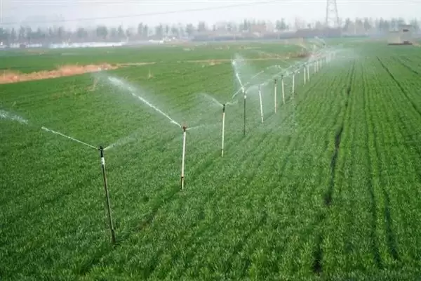 小麦后期喷微肥增产增重:锌肥等微肥要点?插图16 小麦后期喷微肥增产增重:锌肥等微肥要点?插图16