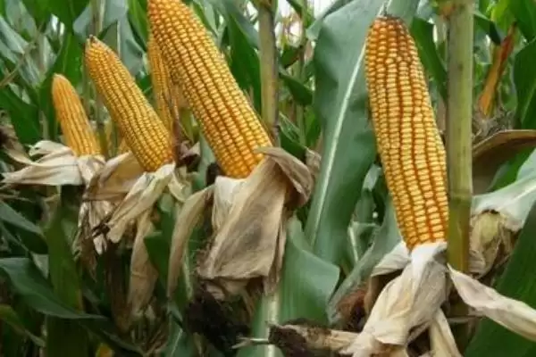 祥丰117玉米品种特性及种植密度要点？插图2